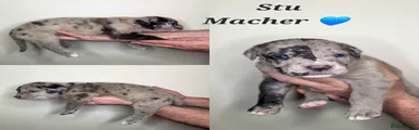 Stu