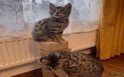 Bengal cats for sale: Sweet kittens - Image 11