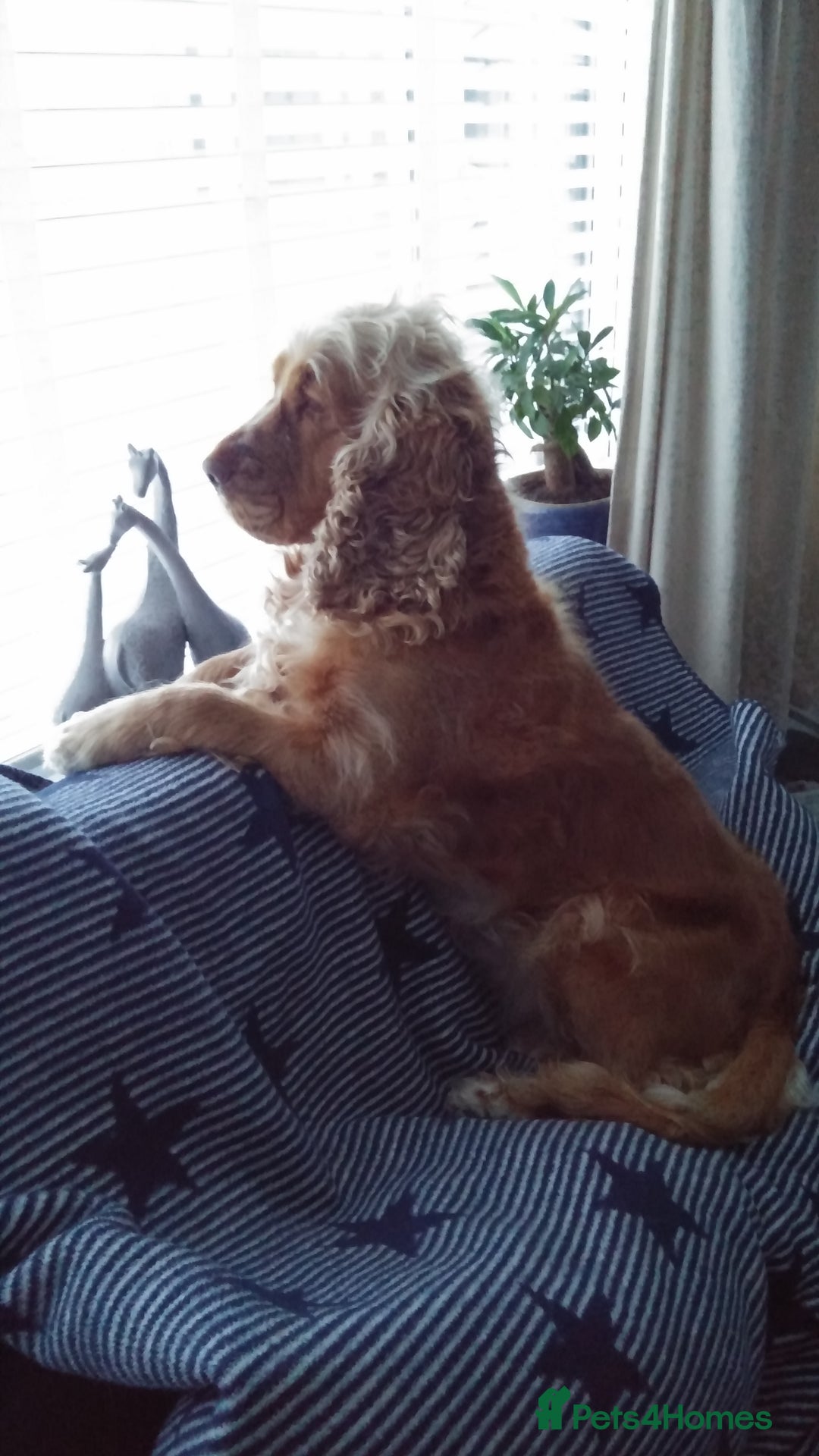 Cocker Spaniel dogs for sale: Cocker Spaniel - Image 2