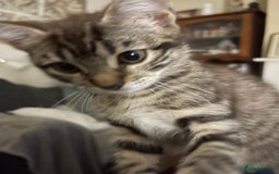 Mixed Breed cats for sale: Mixed breed kittens - Image 3