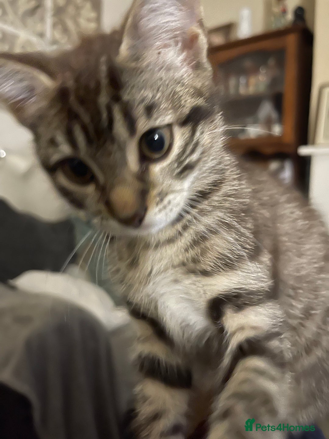 Mixed Breed cats for sale: Mixed breed kittens - Image 3