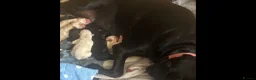 Labrador Retriever dogs for sale: LABRADOR PUPIES in Haddington - Advert 5