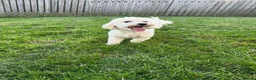Mixed Breed dogs for sale: Silky Cocker Boy  - Advert 8