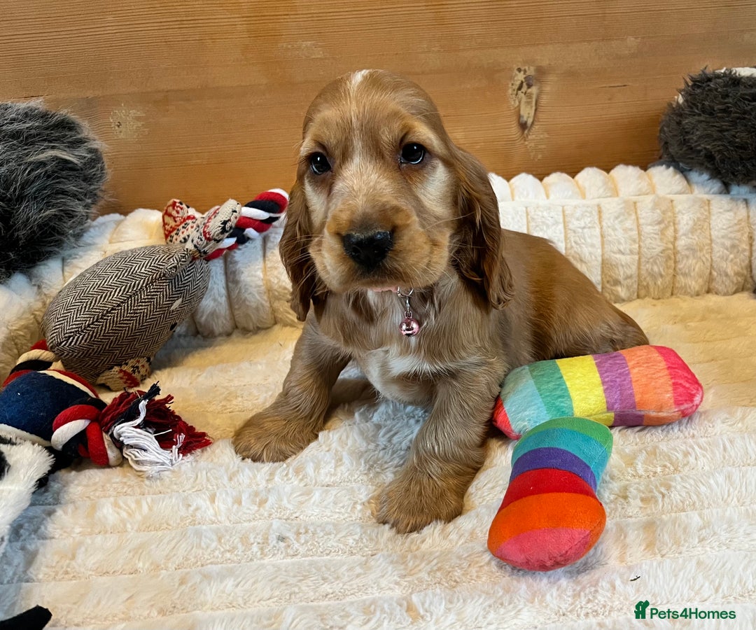 Cocker Spaniel dogs for sale: Show Type Cocker Spaniels - Advert 4