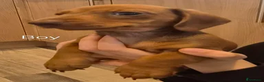 Dachshund 2