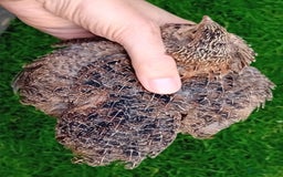 Quail poultry for sale: Laying Coturnix Quail – Confirmed Hens - Image 7