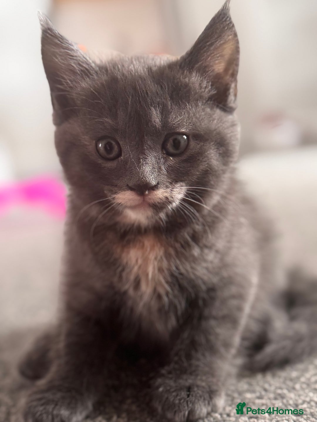 Maine Coon cats for sale: Beautiful Maincoon mix  - Image 18