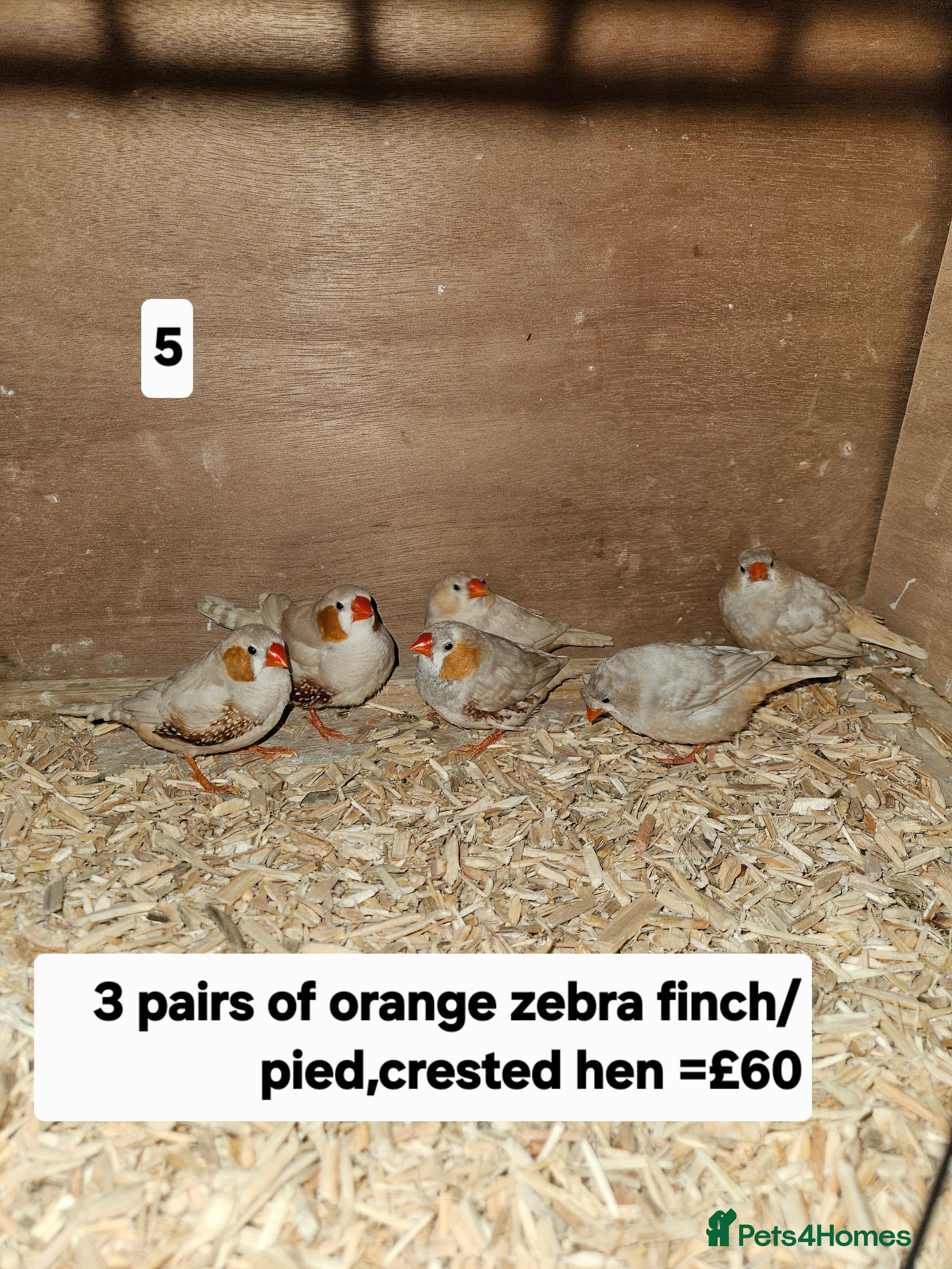 Finches birds Zebra finch   - Advert 1
