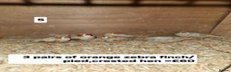 Finches birds for sale: Zebra finch   - Advert 9