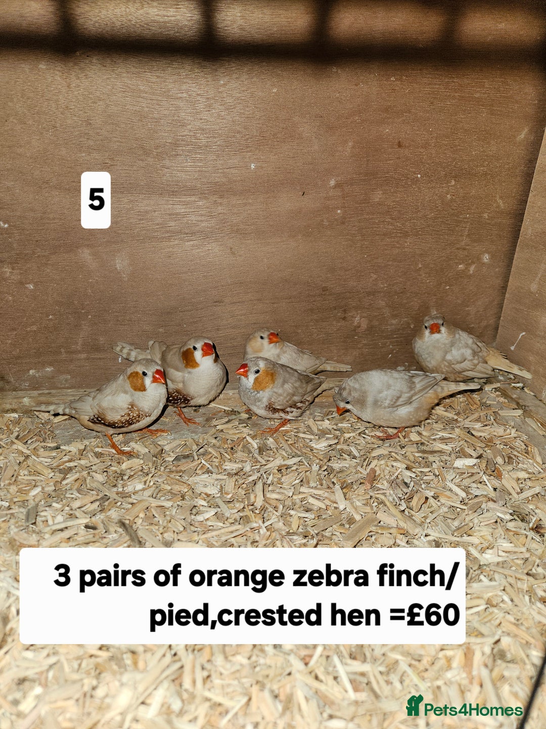 Finches birds for sale: Zebra finch   - Advert 9