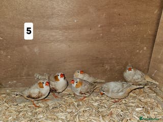 Finches birds Zebra finch - Advert 2