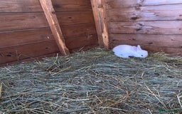 Continental Giant rabbits for sale: Continental Giant Baby Rabbits  First Litter  - Image 3