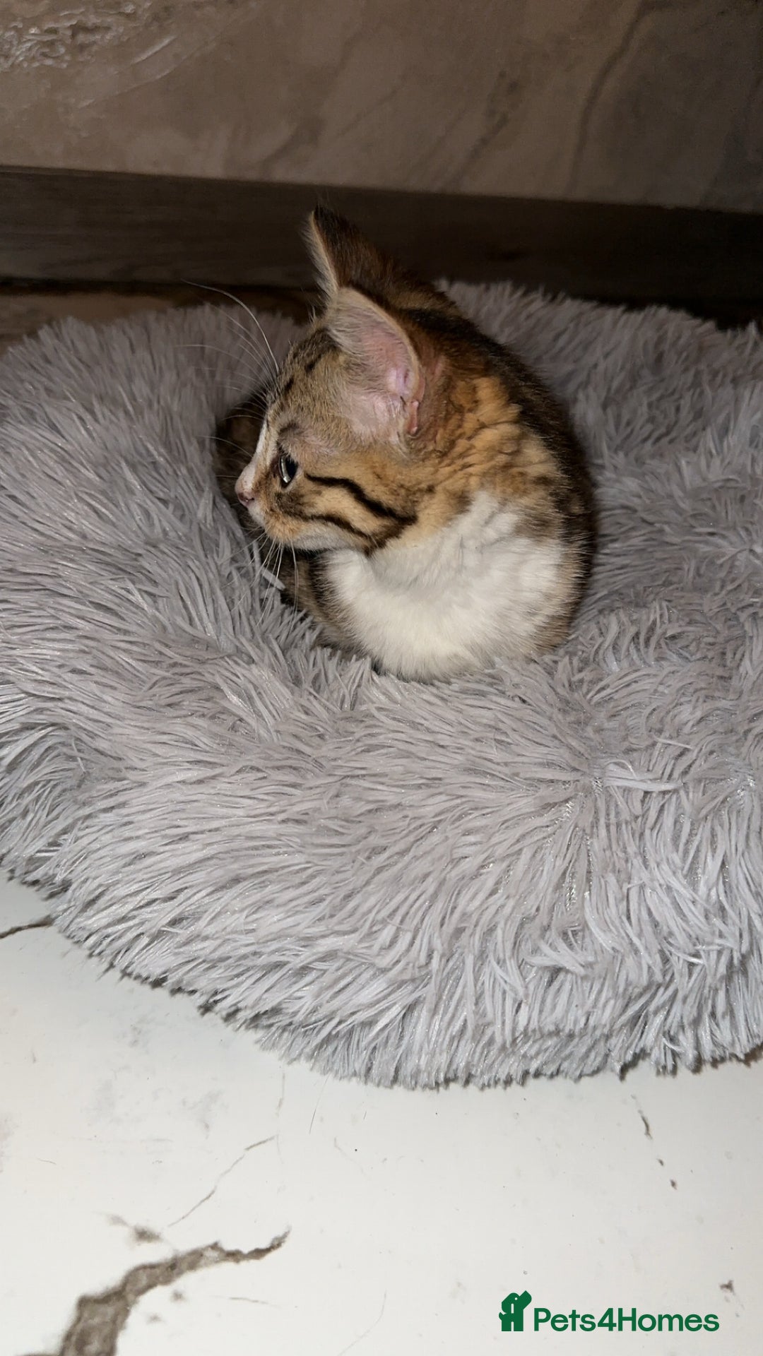 Domestic Shorthair cats for sale: Adorable tabby kitten - Advert 11