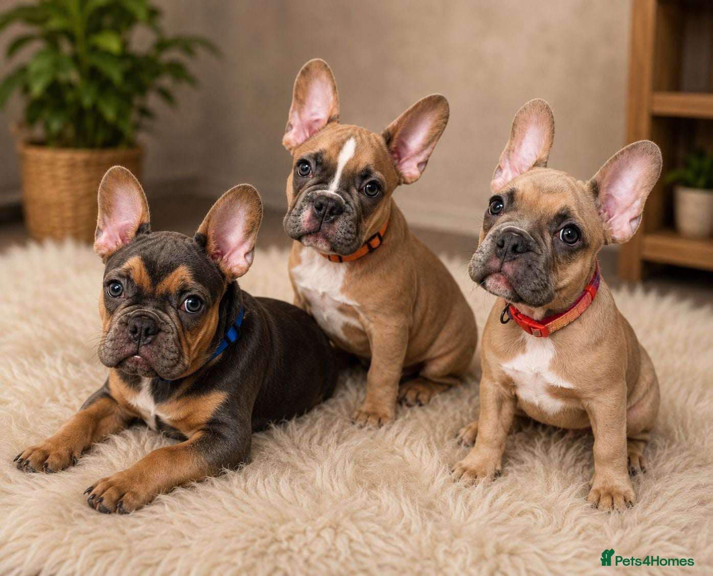 French Bulldog dogs 🐾 Last 3! • Fully Vaccinated • Ready 🐾 - Advert 1
