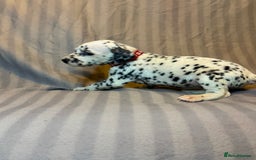 Dalmatian dogs for sale: Ready to Home Dalmatian Puppies  - Image 37