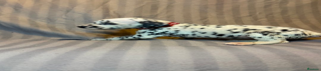 Dalmatian Puppy red