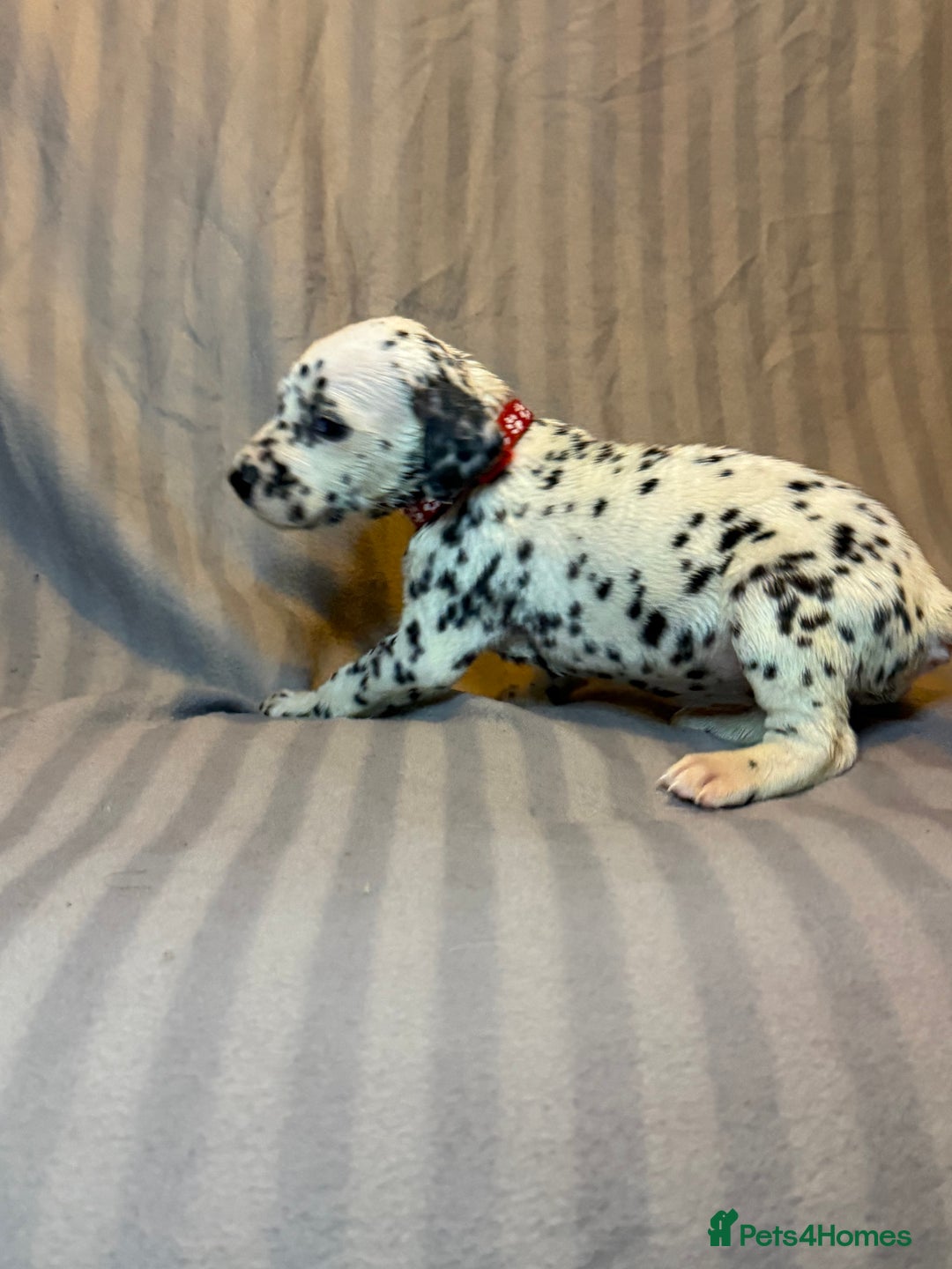 Dalmatian dogs for sale: Ready to Home Dalmatian Puppies  - Image 37
