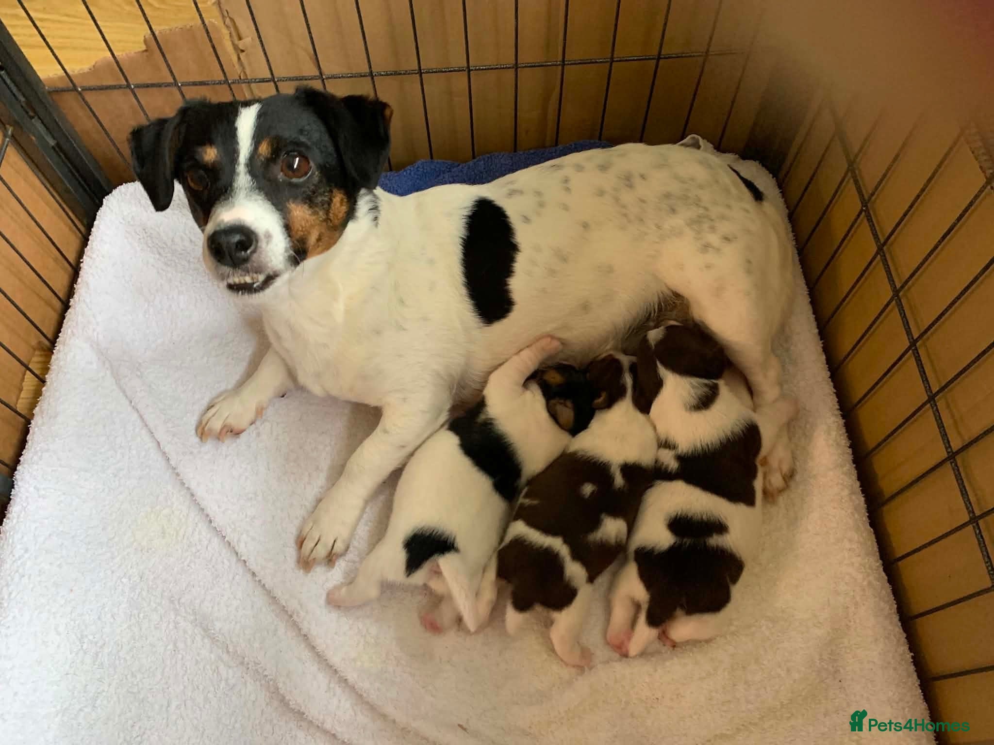 Jack Russell dogs Miniture Jack Russell Puppies. - Advert 4