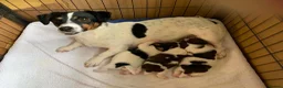 Jack Russell dogs for sale: Miniture Jack Russell Puppies. - Advert 1