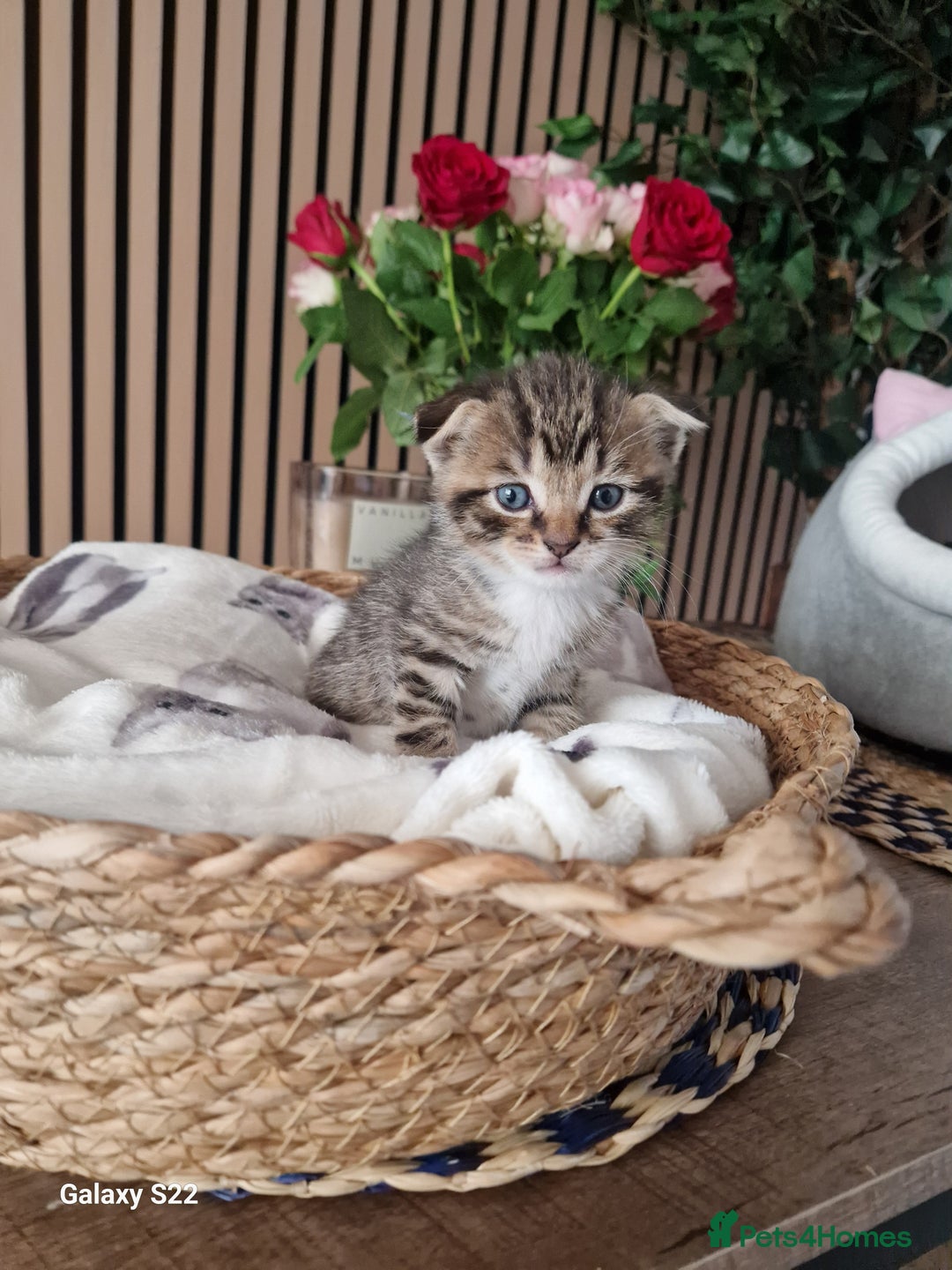 Scottish Fold cats for sale: Scotish fold/straight kittens  - Advert 13