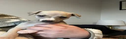 Whippet dogs for sale: KC Registered Top Quality Whippet Puppies in Beverley - Advert 15