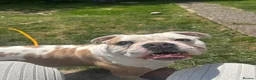 Old Tyme Bulldog dogs for sale: Old tyme English bulldog Belle  in Chesterfield - Advert 4