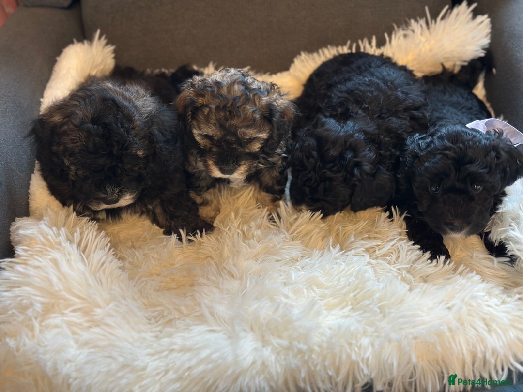 Poochon dogs for sale: Poochon puppies  - Image 1