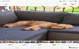Cockapoo dogs for sale: F3b Merle Cockapoos - Image 8