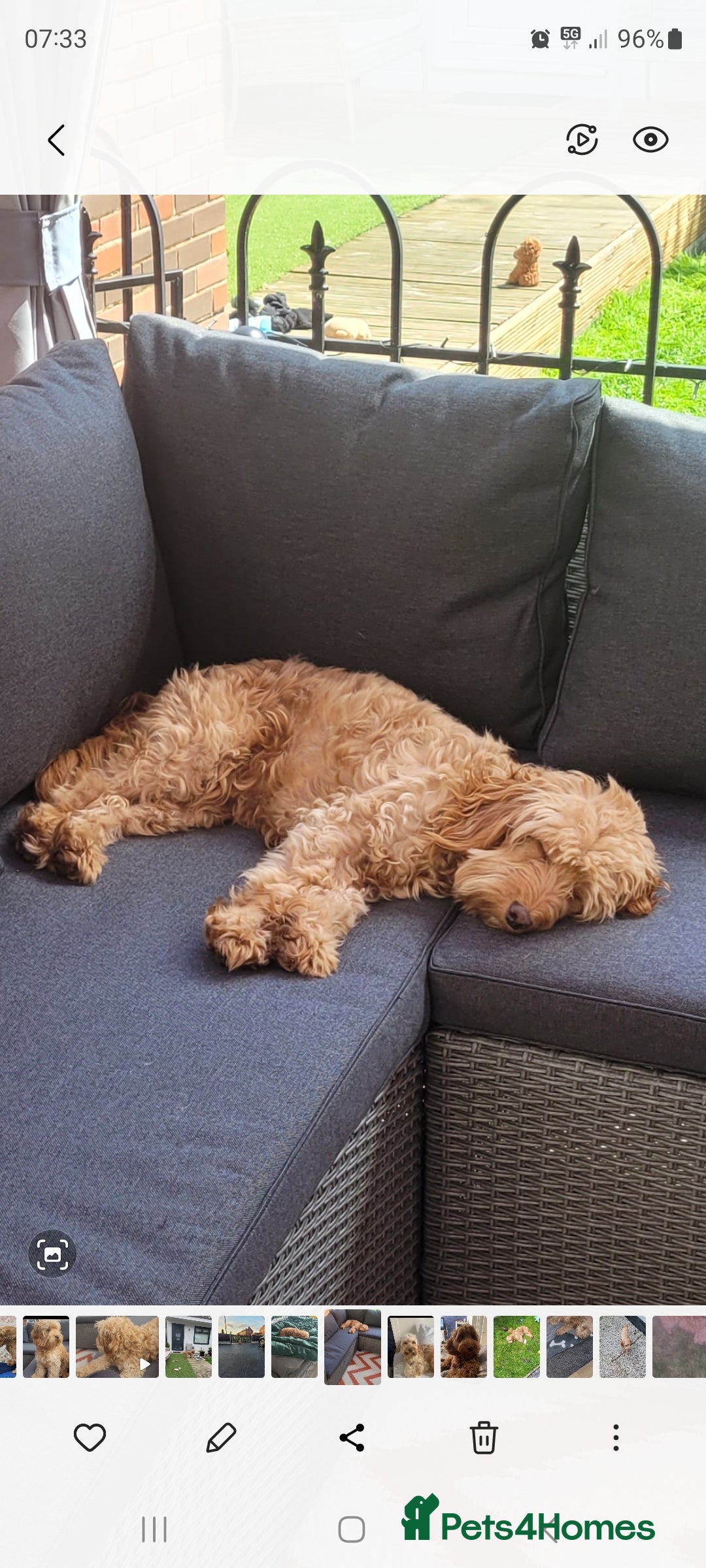Cockapoo dogs for sale: F3b Merle Cockapoos - Image 8