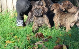 Presa Canario dogs for sale: Presa canario puppies (recognised breeder) - Image 31