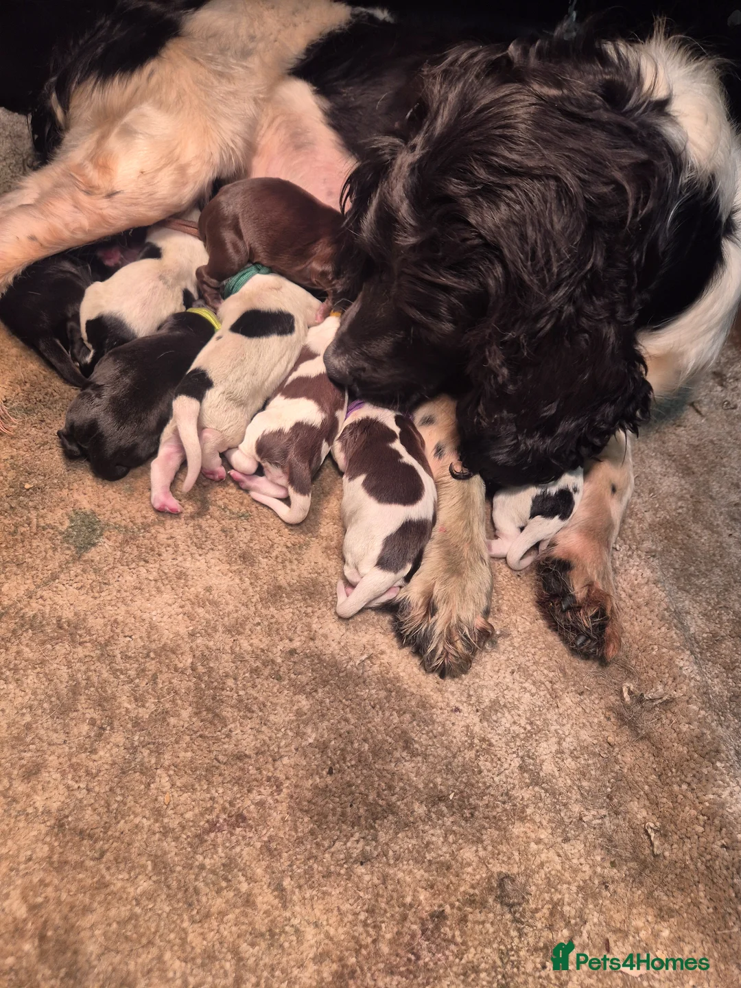 Sprocker dogs for sale: F1 sprocker puppies  in Derby - Advert 1