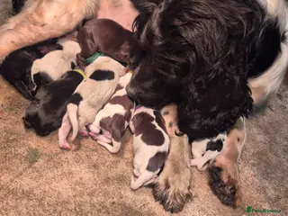 Sprocker dogs F1 sprocker puppies - Advert 1