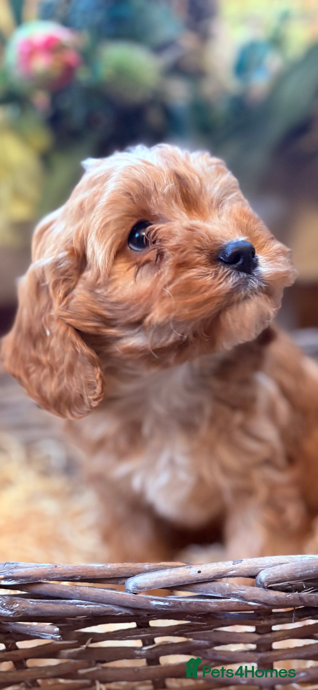 Cavapoo dogs for sale: Health tested toy cavapoo boys - Advert 31