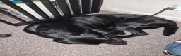 Labrador Retriever dogs for stud: 'Ozzy' Pedigree black lab for stud - Advert 3