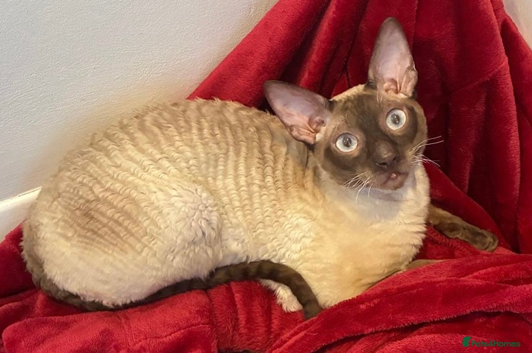Cornish Rex cats for sale: Cornish Rex Chocolate Point Male 9 months £500 - Advert 1