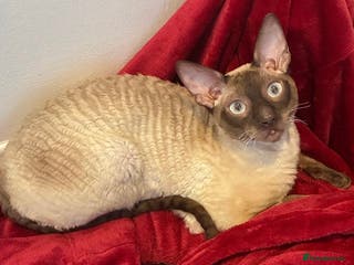 Cornish Rex cats Cornish Rex Chocolate Point Male 9 months £500 - Advert 10