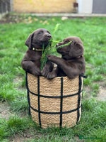 Labrador Retriever dogs 🐾 KC registered Labrador Puppies!🧡✨ - Advert 7