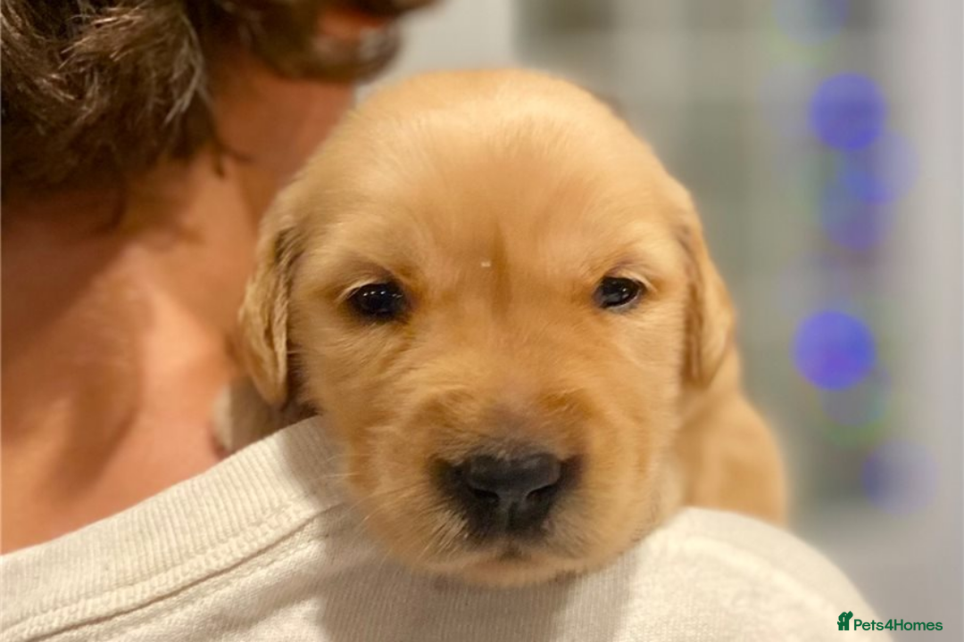 Golden Retriever dogs for sale: Beautiful Golden Retriever Puppies – Family Raised - Image 19