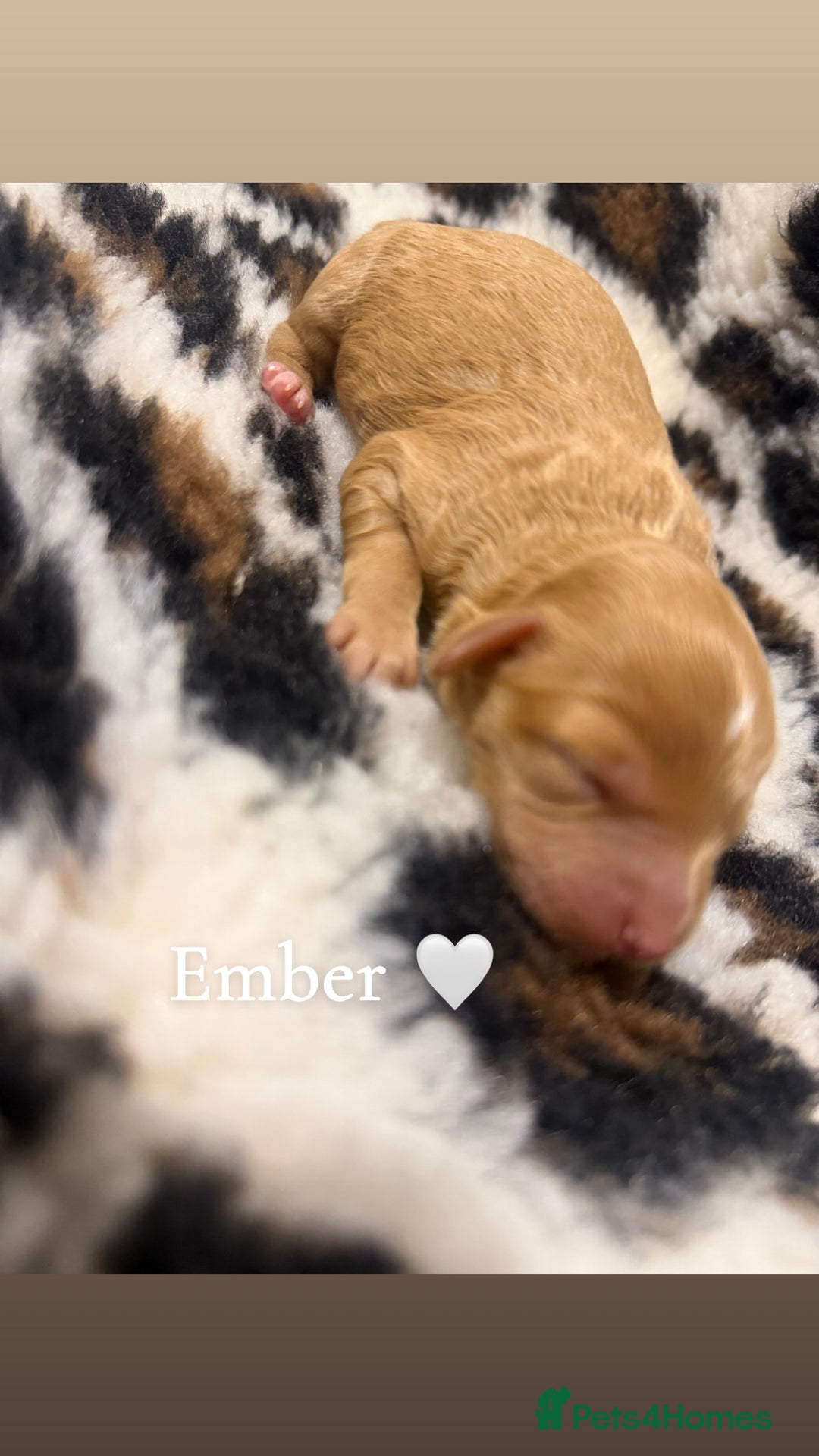 Cockapoo dogs for sale: 🌸Beautiful cockapoo puppies, ready 03 March🌸 - Advert 8