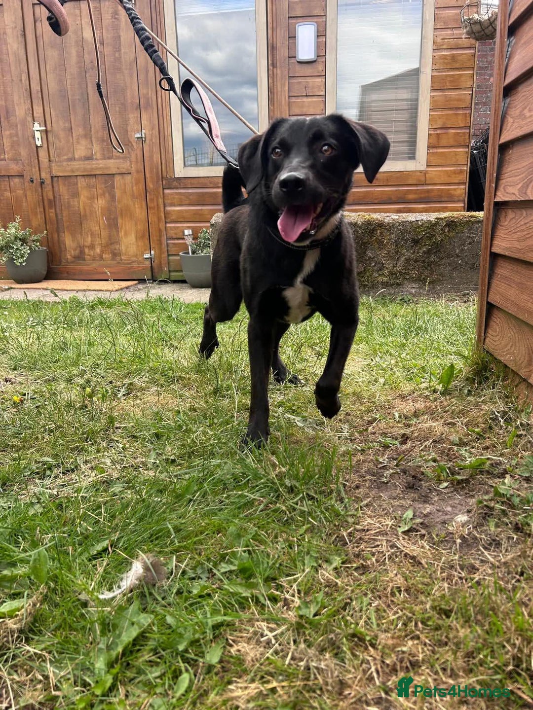 Mixed Breed dogs for adoption: Ollie - Image 6