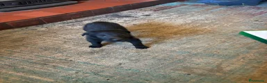 Border Collie 2