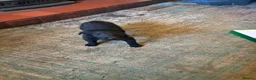 Border Collie dogs for sale: Adorable border collie puppies  - Advert 15