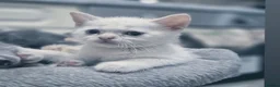 Scottish Fold cats for sale: Scottish Fold/ Straight kittens  - Advert 10