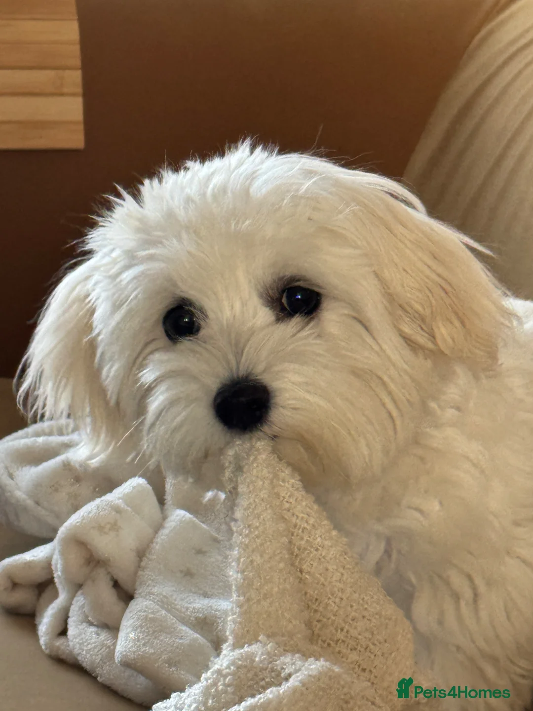 Maltese dogs for sale: Maltese Girl Ready for Loving Home - Advert 1