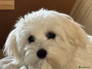 Maltese dogs Maltese Girl Ready for Loving Home - Advert 1