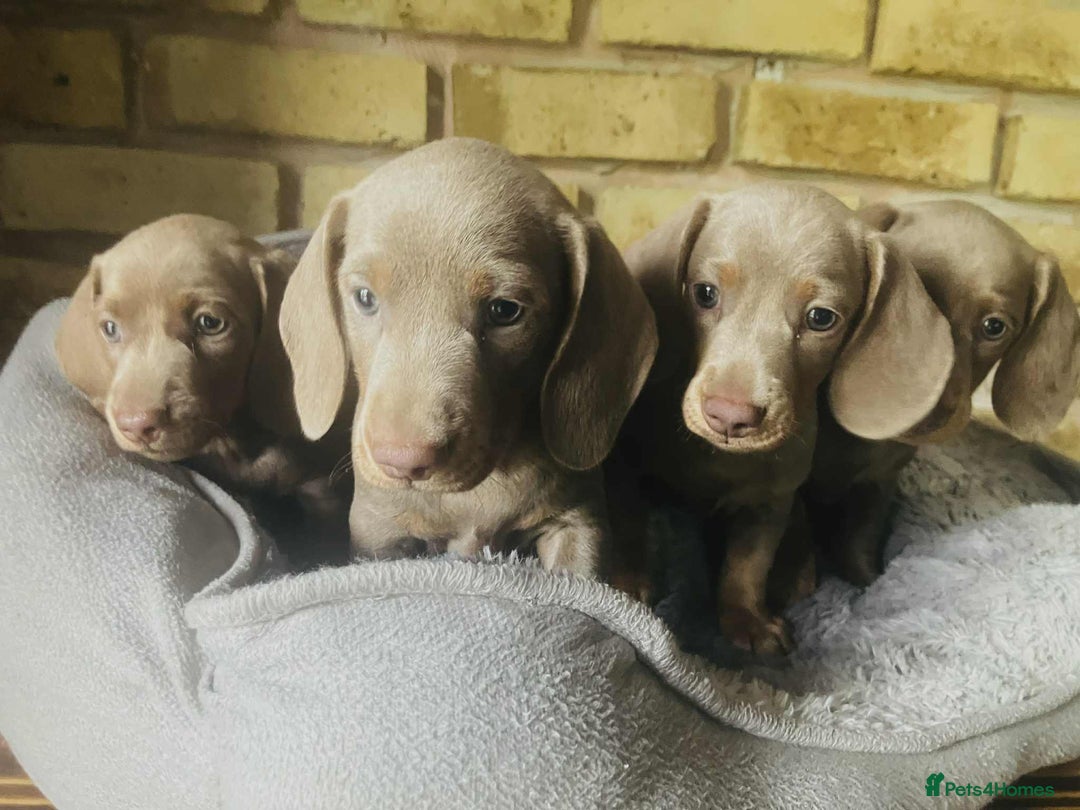 Miniature Dachshund dogs for sale: READY NOW ISABELLA MINIATURE DACHSHUND PUPPIES - Image 5