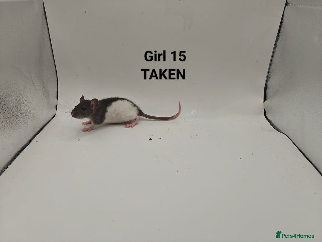 Rat rodents for sale: OCT: 32 Rats (7 Rats: 4 Boys, 3 Girls Left) - Advert 26