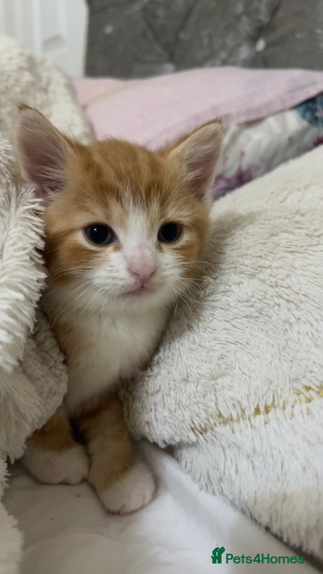 Mixed Breed cats for sale: GINGER KITTENS - Image 6