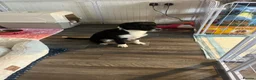 Border Collie dogs for sale: This is bambi  - Advert 1