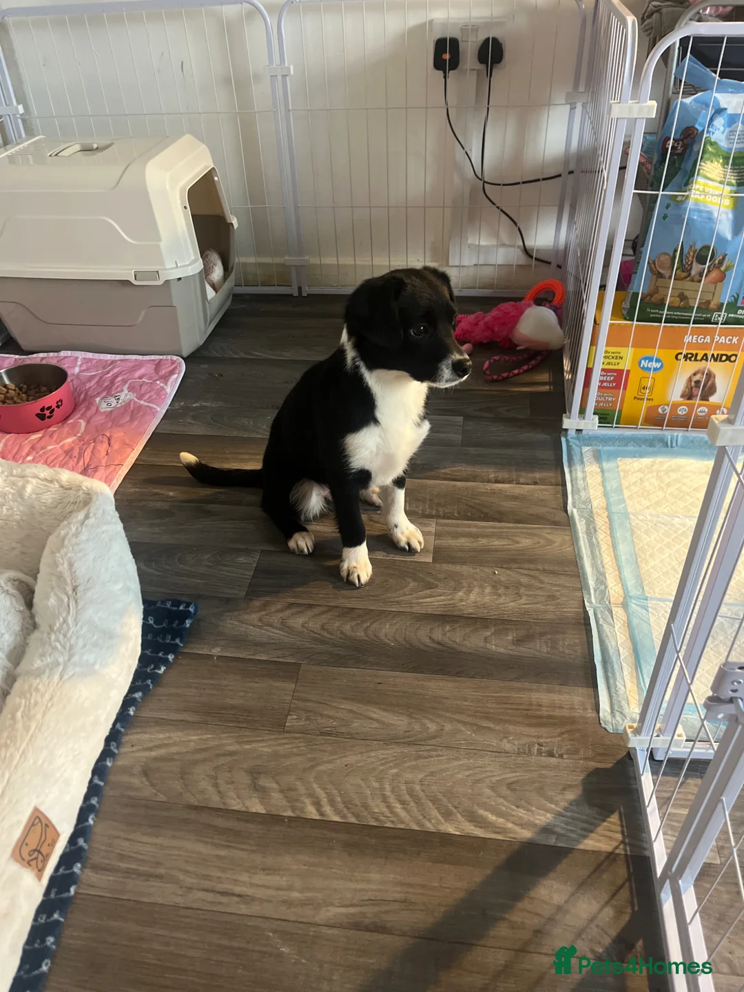 Border Collie dogs for sale: This is bambi  - Advert 1